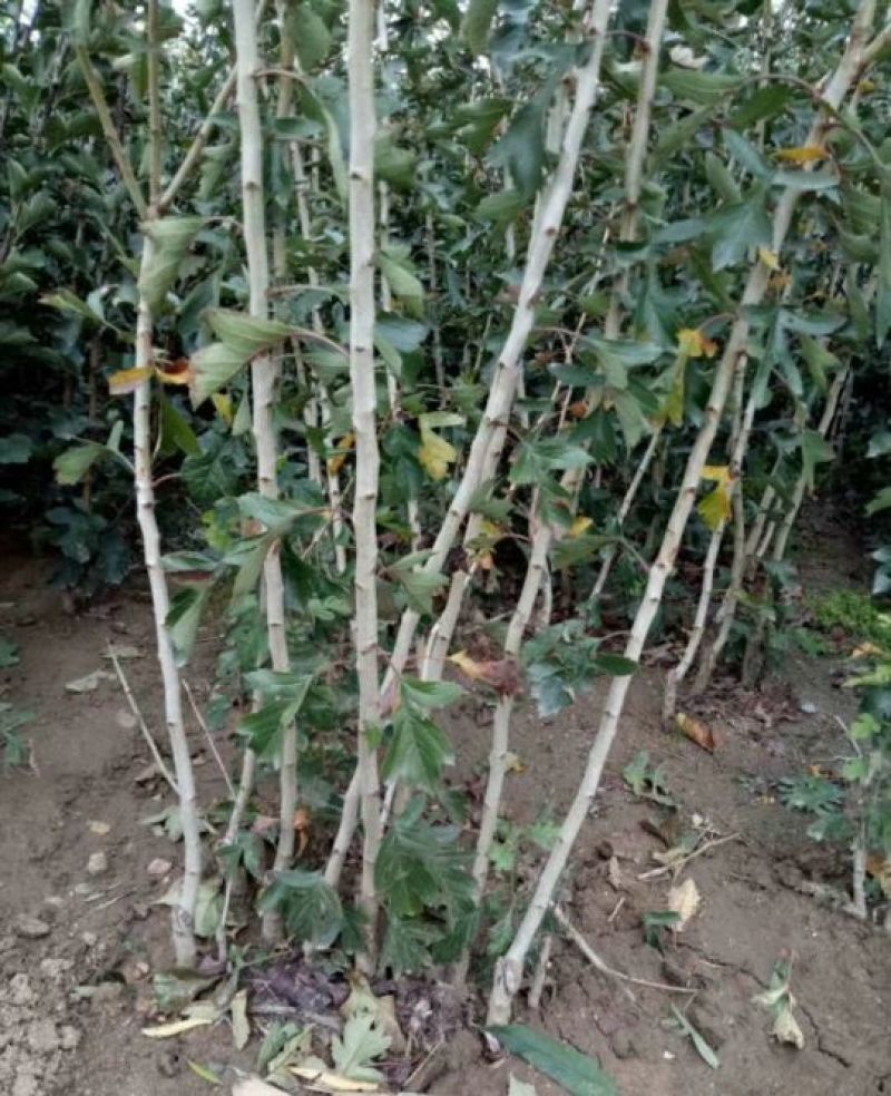 甜红子山楂苗精品苗，可以签合同，根系非常发达，产地直发