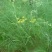 优质小茴香（孜然）
