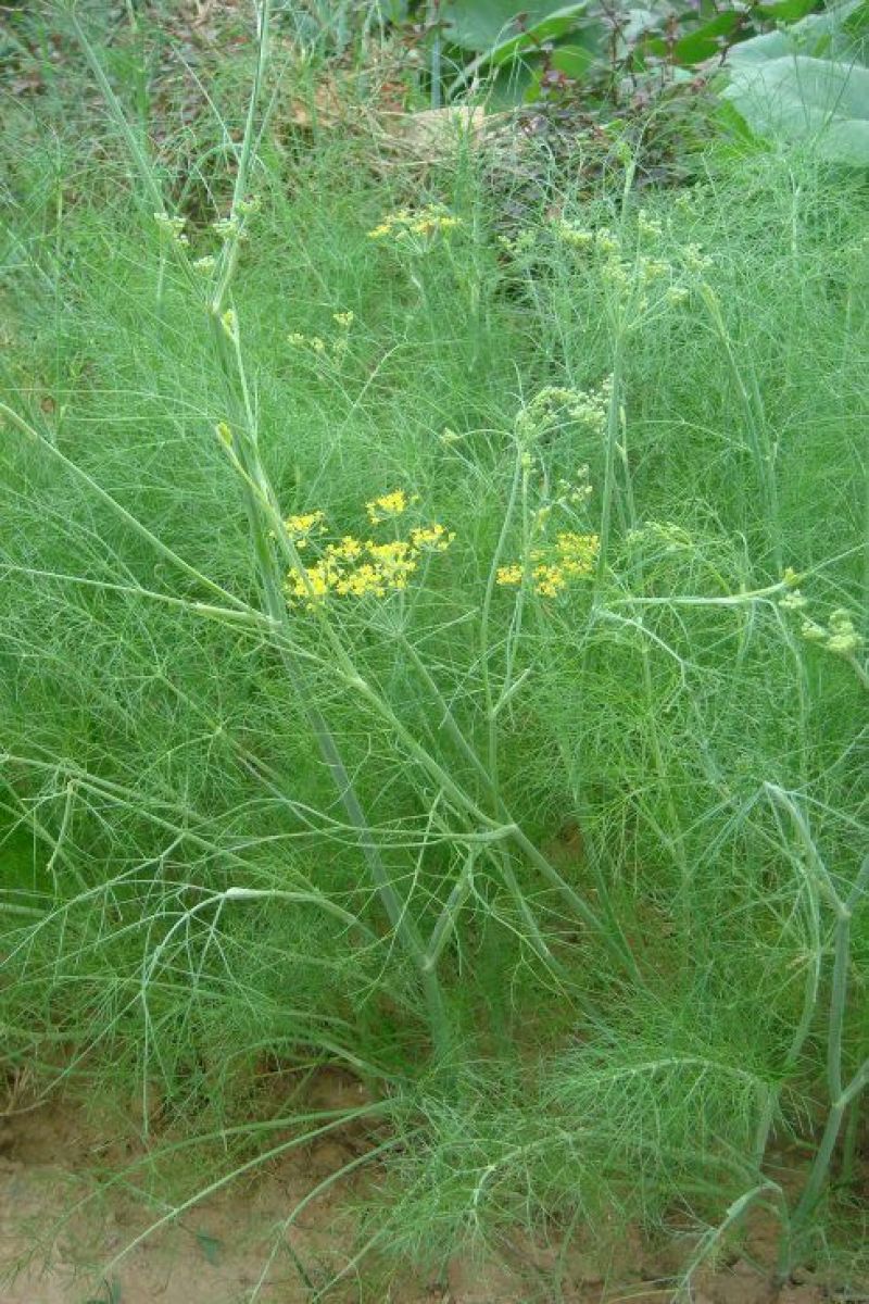 优质小茴香（孜然）