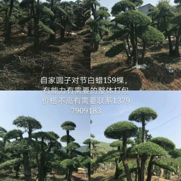 对节白蜡