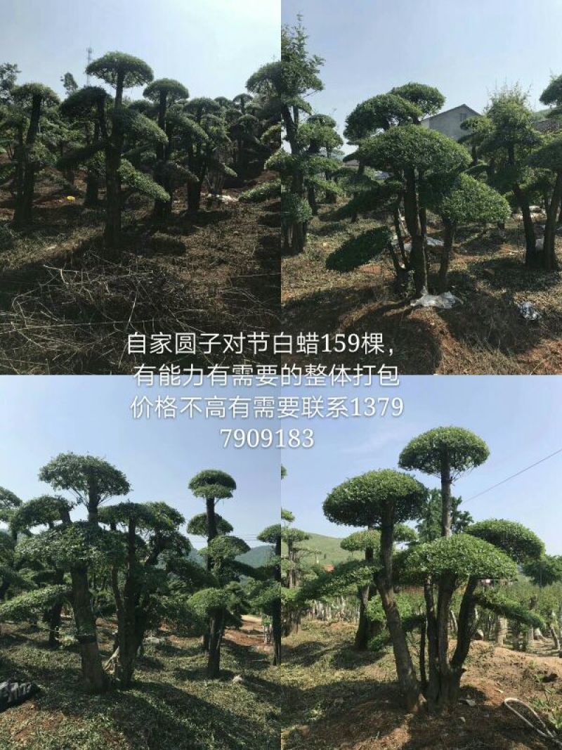 对节白蜡