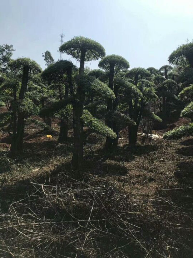 对节白蜡