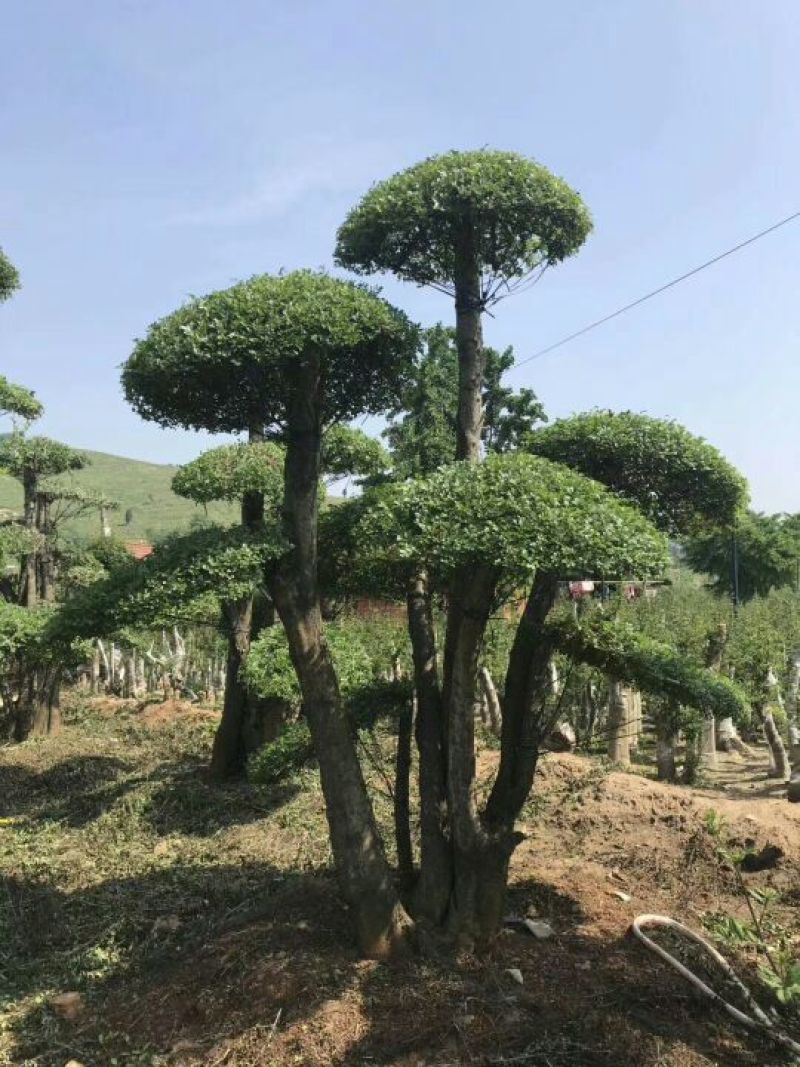 对节白蜡