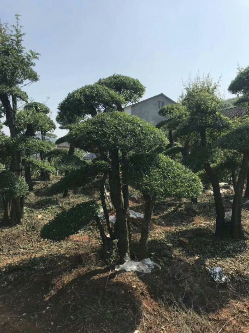 对节白蜡