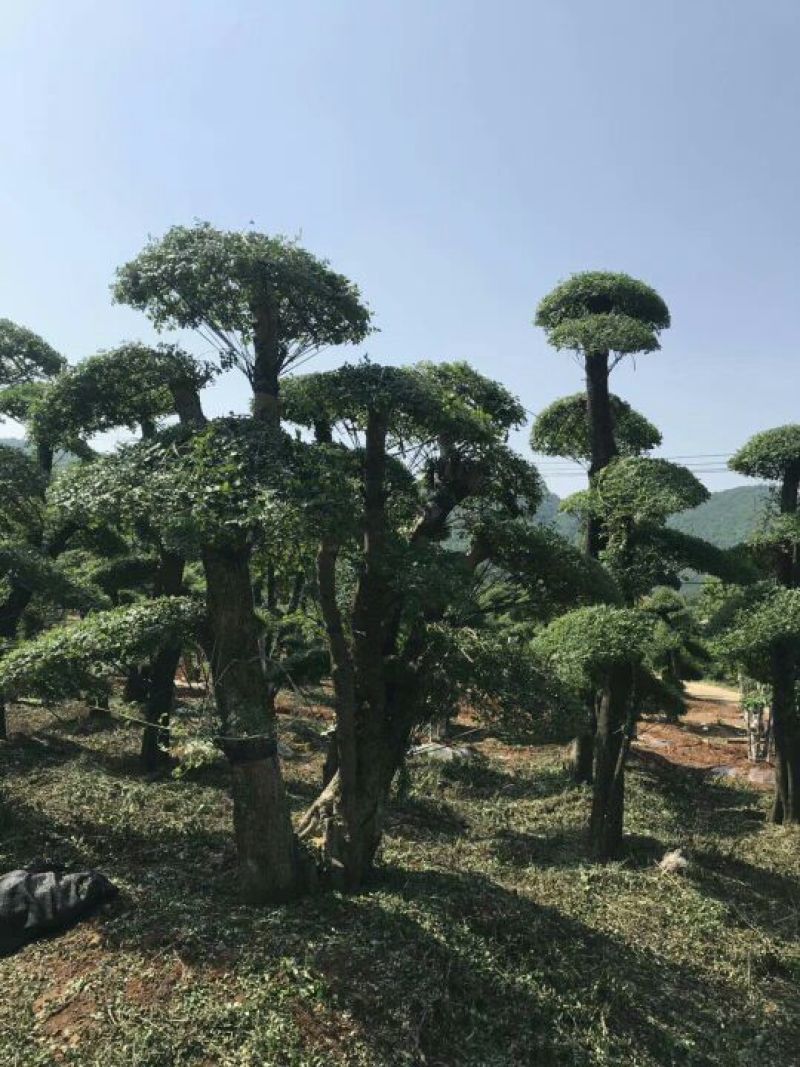 对节白蜡