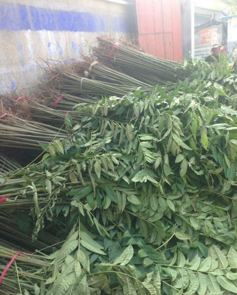 红油香椿苗，产地直发，全部精品，可签合同
