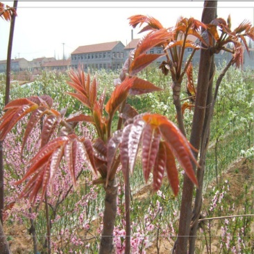 红油香椿苗，产地直发，全部精品，可签合同