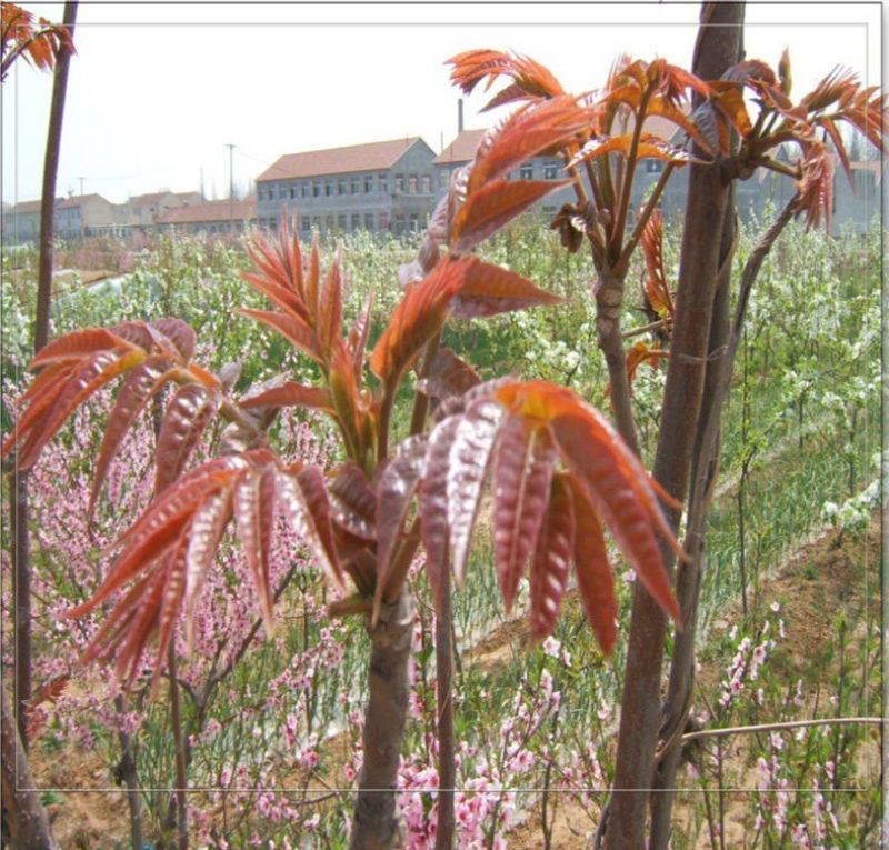 红油香椿苗，产地直发，全部精品，可签合同