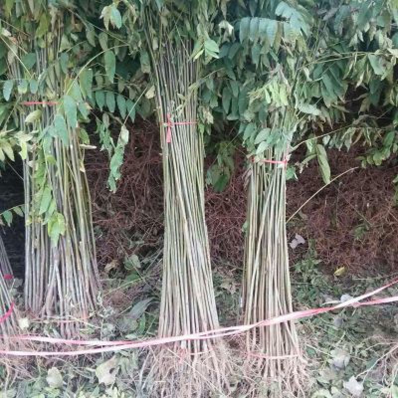 红油香椿苗，产地直发，全部精品，可签合同