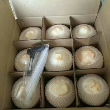 海南椰青