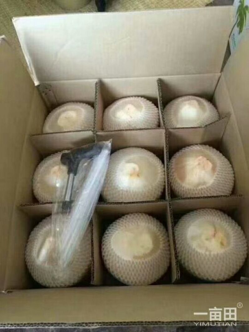 海南椰青