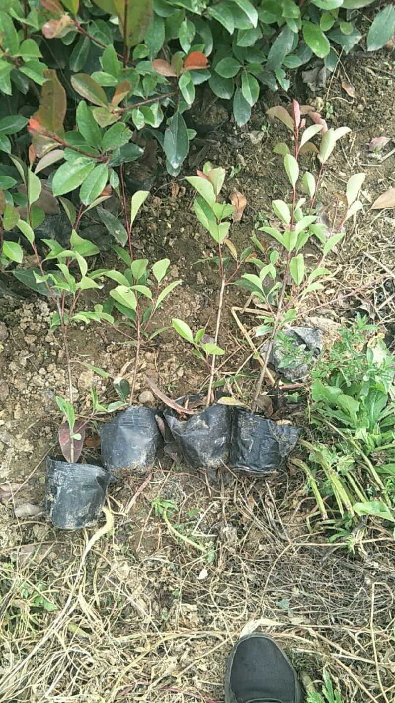 红叶石楠