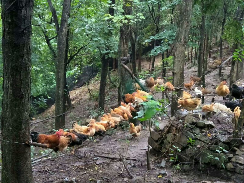 土鸡6~9月