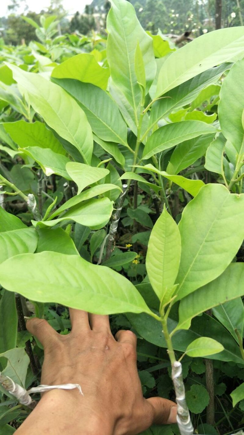 玉兰花☞楠木头白玉兰