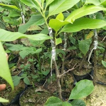 玉兰花☞楠木头白玉兰
