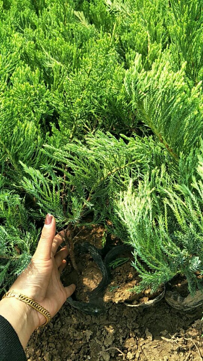 小龙柏