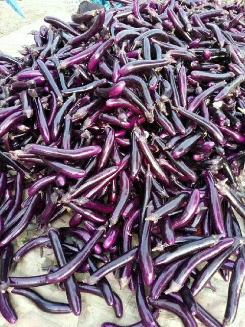 广西南宁市江南供应优质长茄子，质量好量大从优需要发货联系
