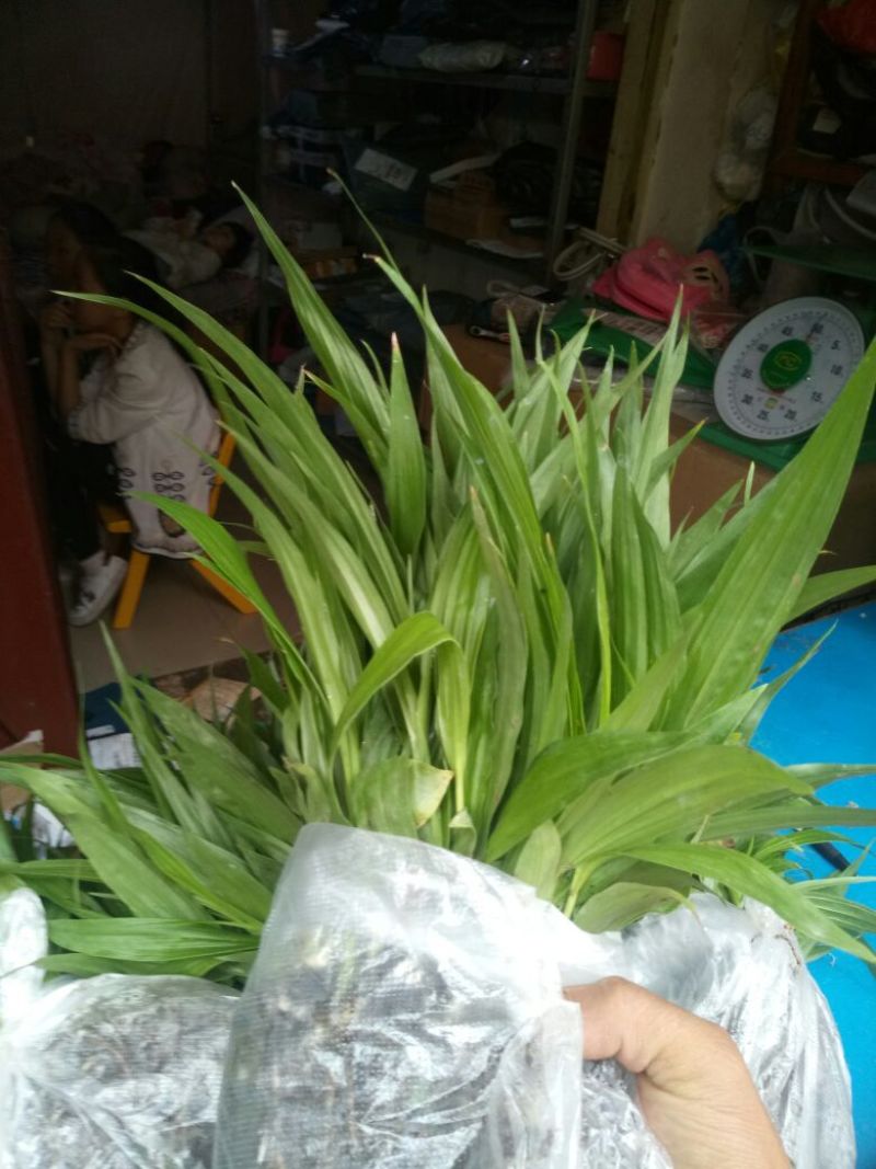 三叉白芨种苗，两年的驯化苗。可按照客户的需求来严格挑选规