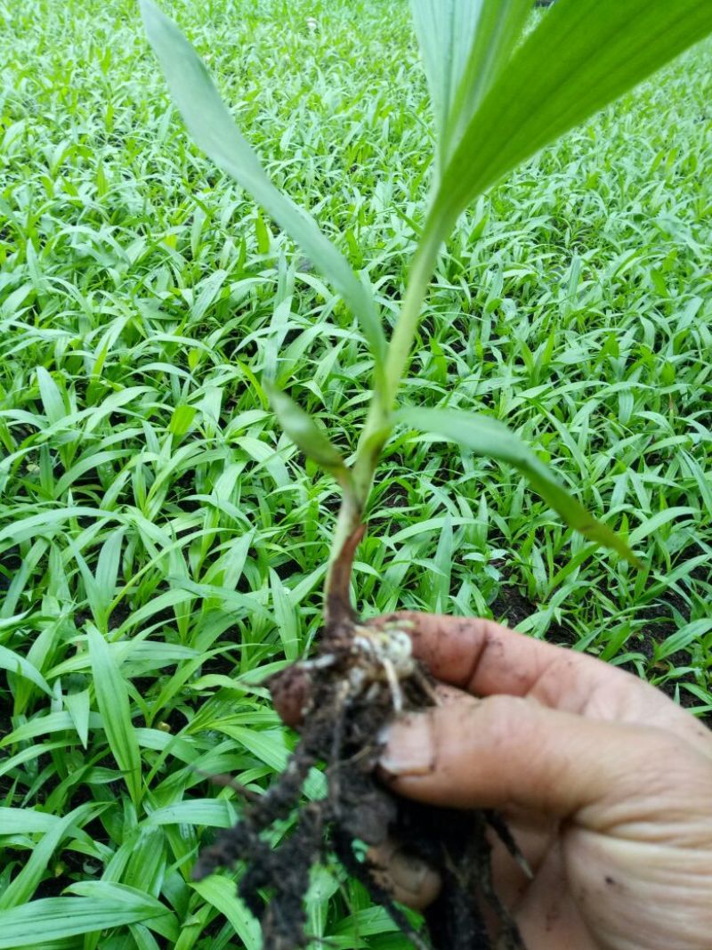 三叉白芨种苗，两年的驯化苗。可按照客户的需求来严格挑选规