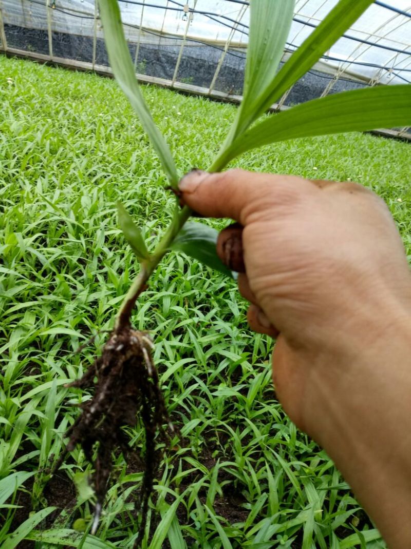 三叉白芨种苗，两年的驯化苗。可按照客户的需求来严格挑选规