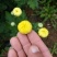 金丝黄菊