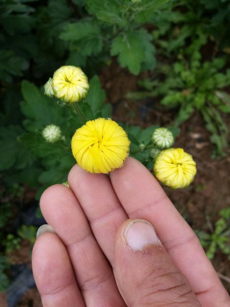 金丝黄菊