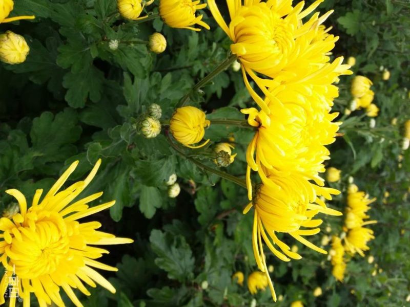 金丝黄菊