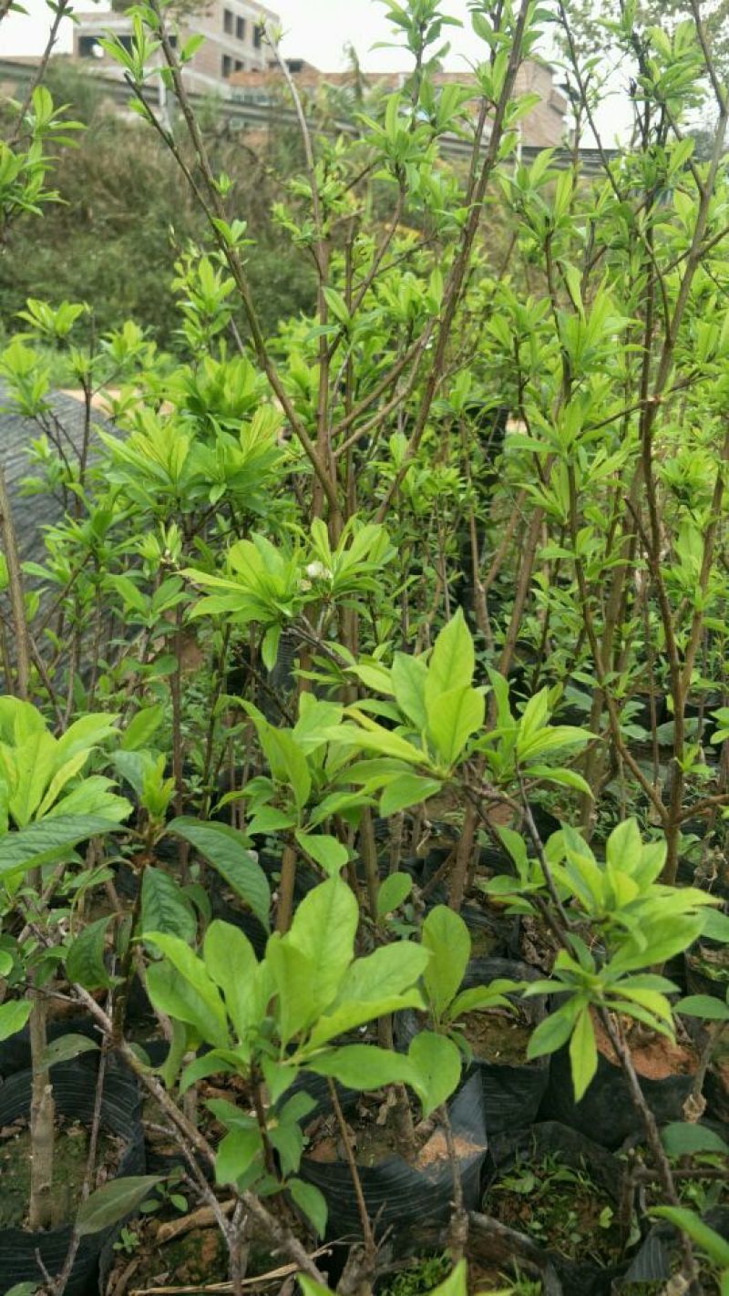 三华李苗☞裸根苗+营养杯苗【嫁接苗】