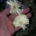香菊