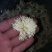 香菊