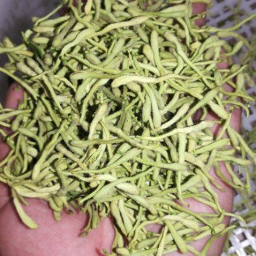 选花全花蕾
