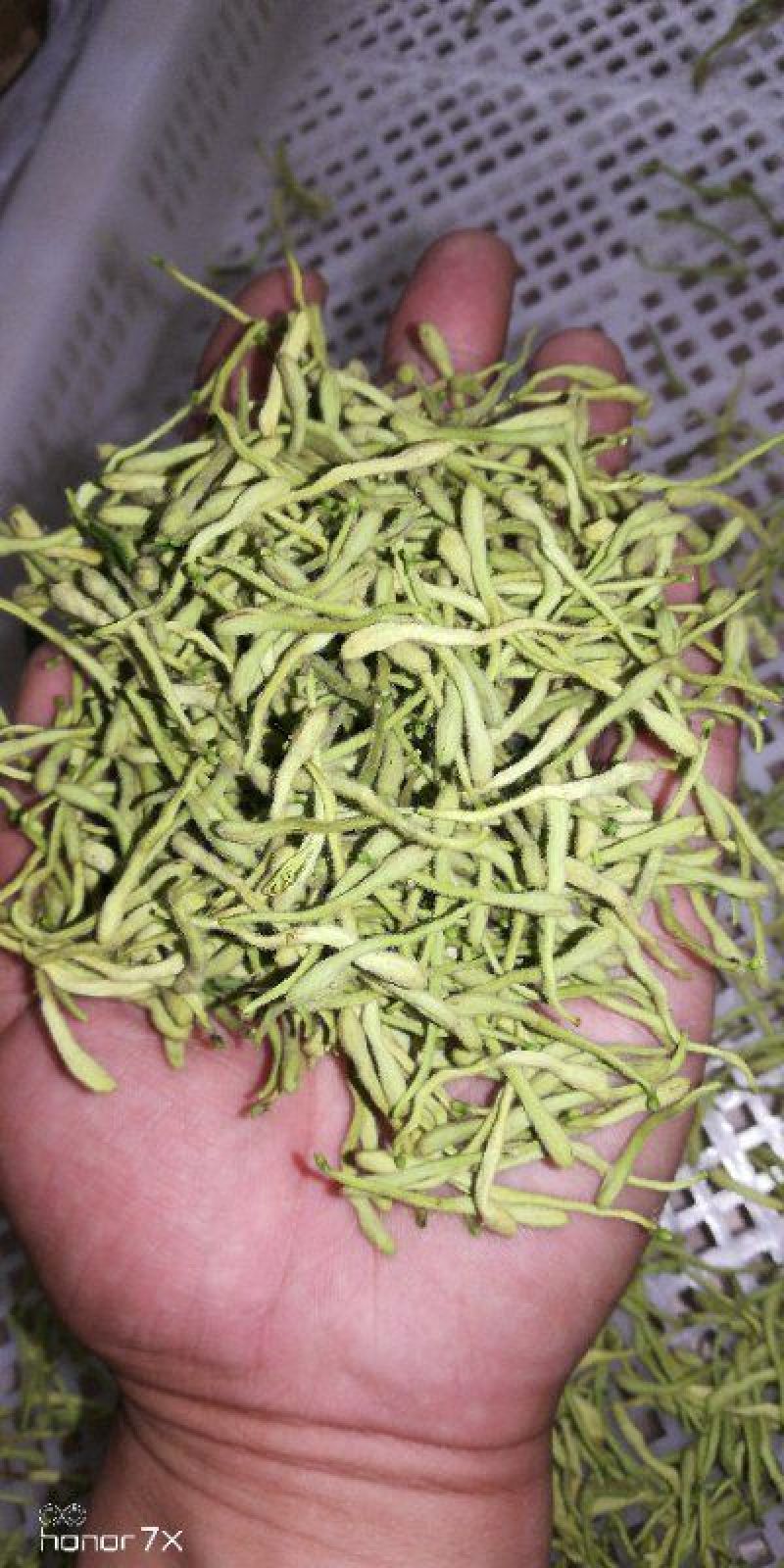 选花全花蕾