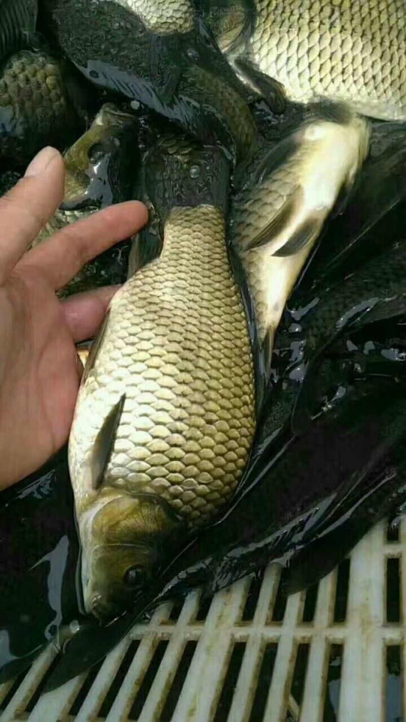 鲫鱼土名刀鱼