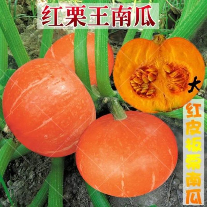 南瓜种子贝贝南瓜种子，南瓜种子
