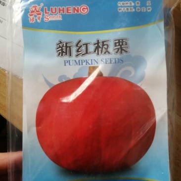 南瓜种子贝贝南瓜种子，南瓜种子