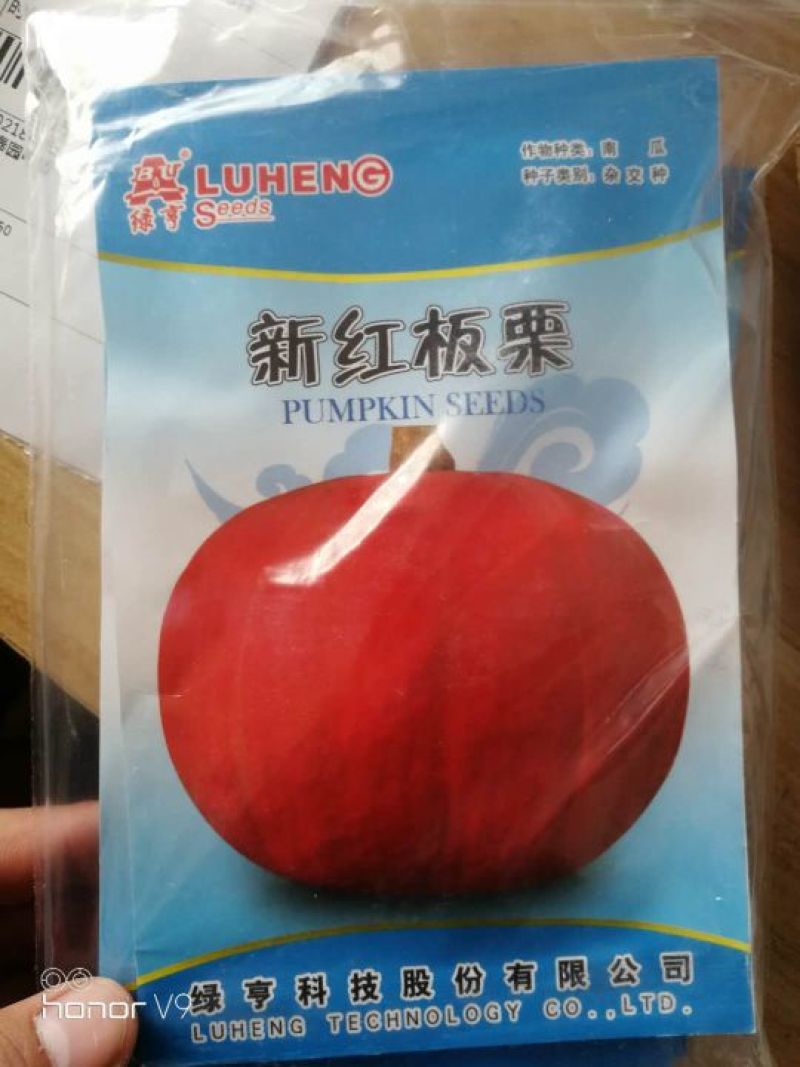 南瓜种子贝贝南瓜种子，南瓜种子