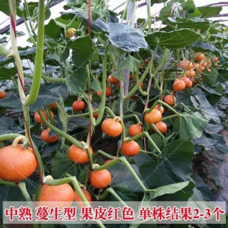 南瓜种子贝贝南瓜种子，南瓜种子
