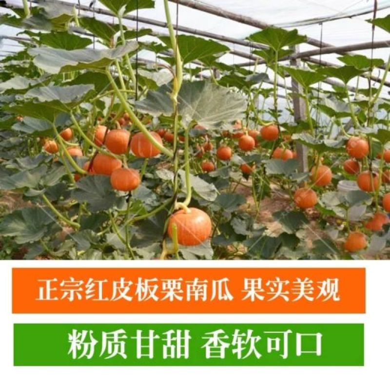 南瓜种子贝贝南瓜种子，南瓜种子