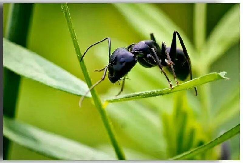 长白山当地野生黑蚂蚁蚂蚁酸高无杂干净