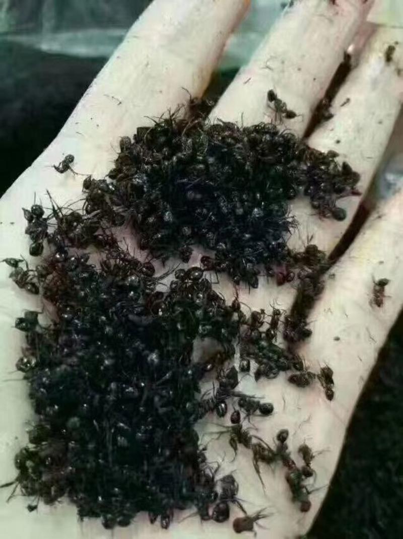 长白山当地野生黑蚂蚁蚂蚁酸高无杂干净