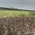 野水鸭母