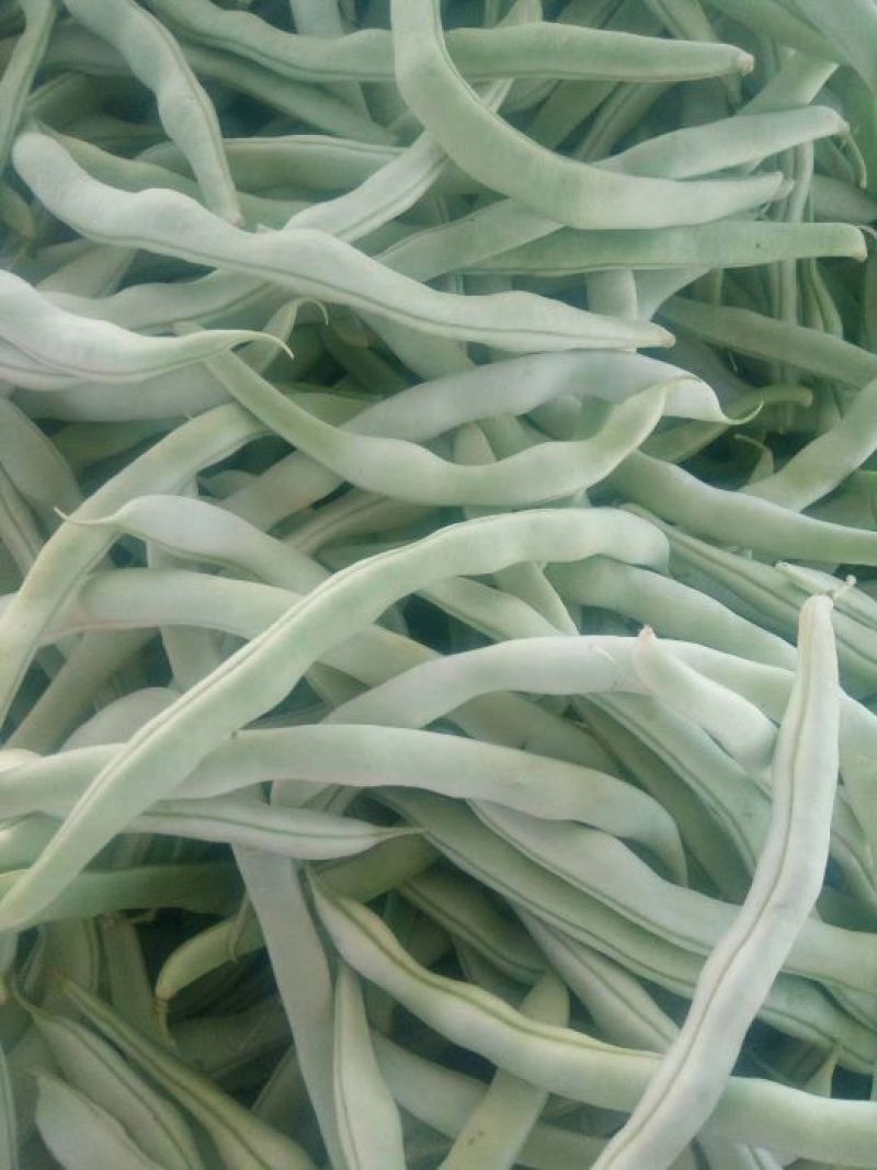 辽宁锦州北镇豆角冷棚高温棚长白豆角，质量好