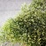 水晶草鲜花干花