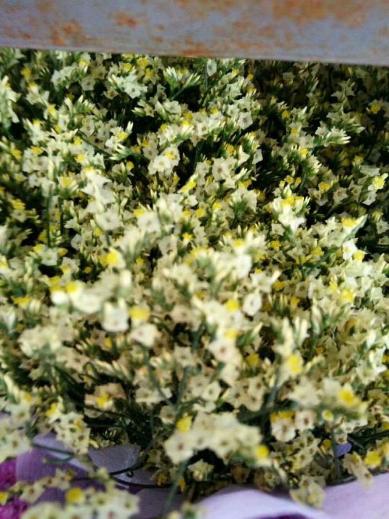水晶草鲜花干花