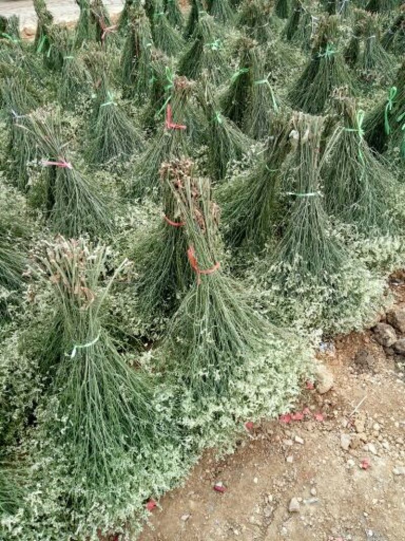 水晶草鲜花干花