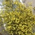 水晶草鲜花干花