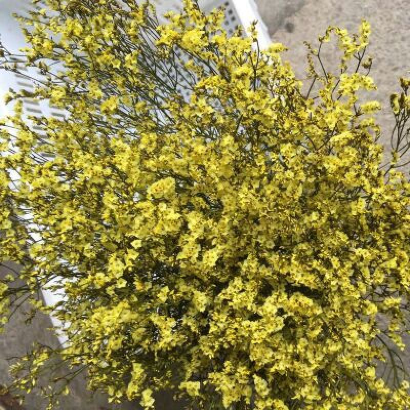 水晶草鲜花干花