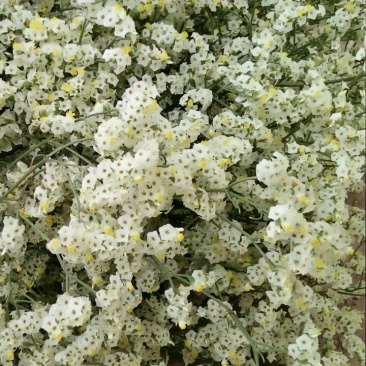 水晶草鲜花干花