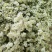 水晶草鲜花干花