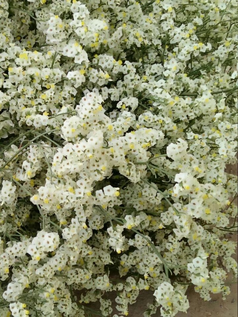水晶草鲜花干花